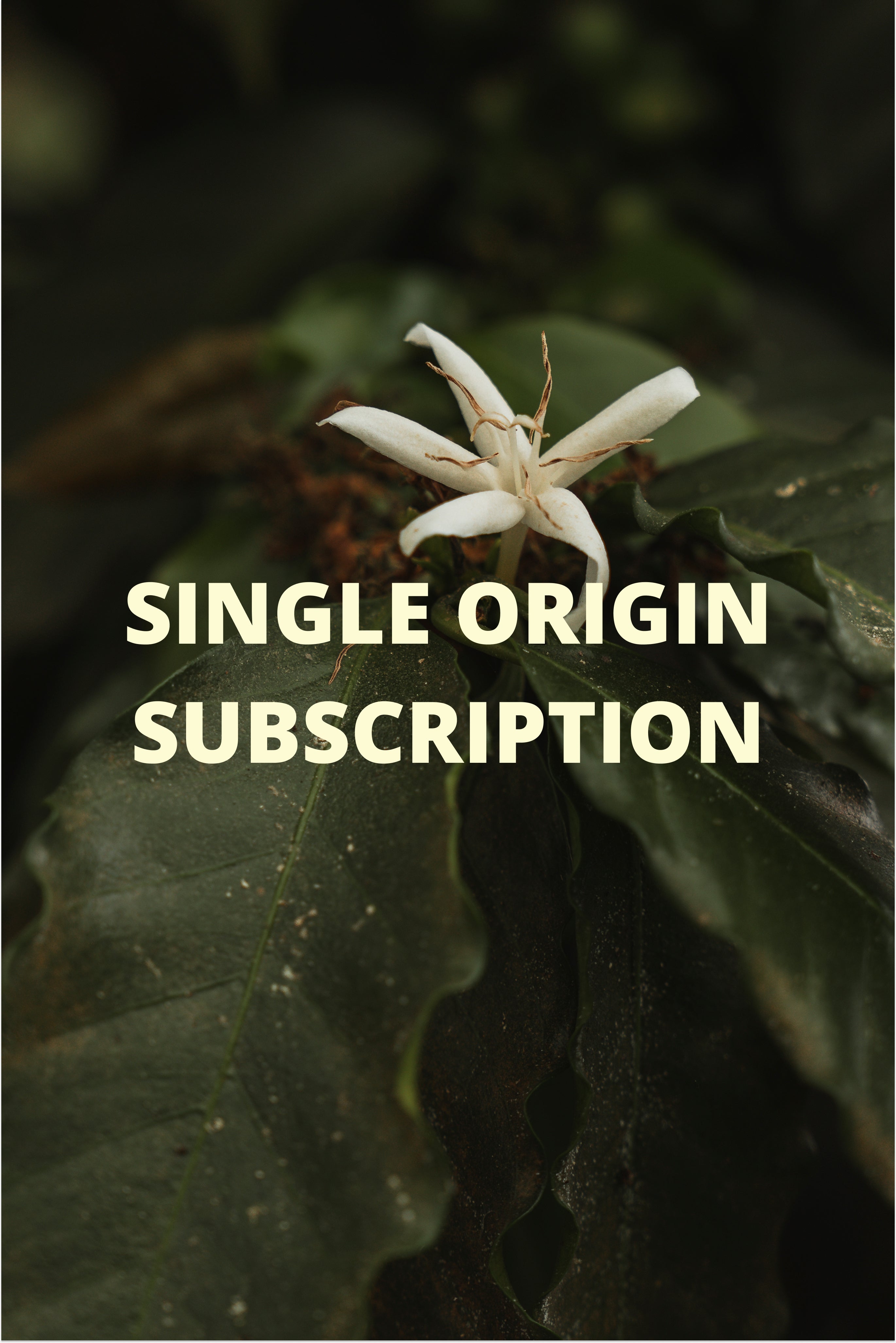 Single Origin Subscription
