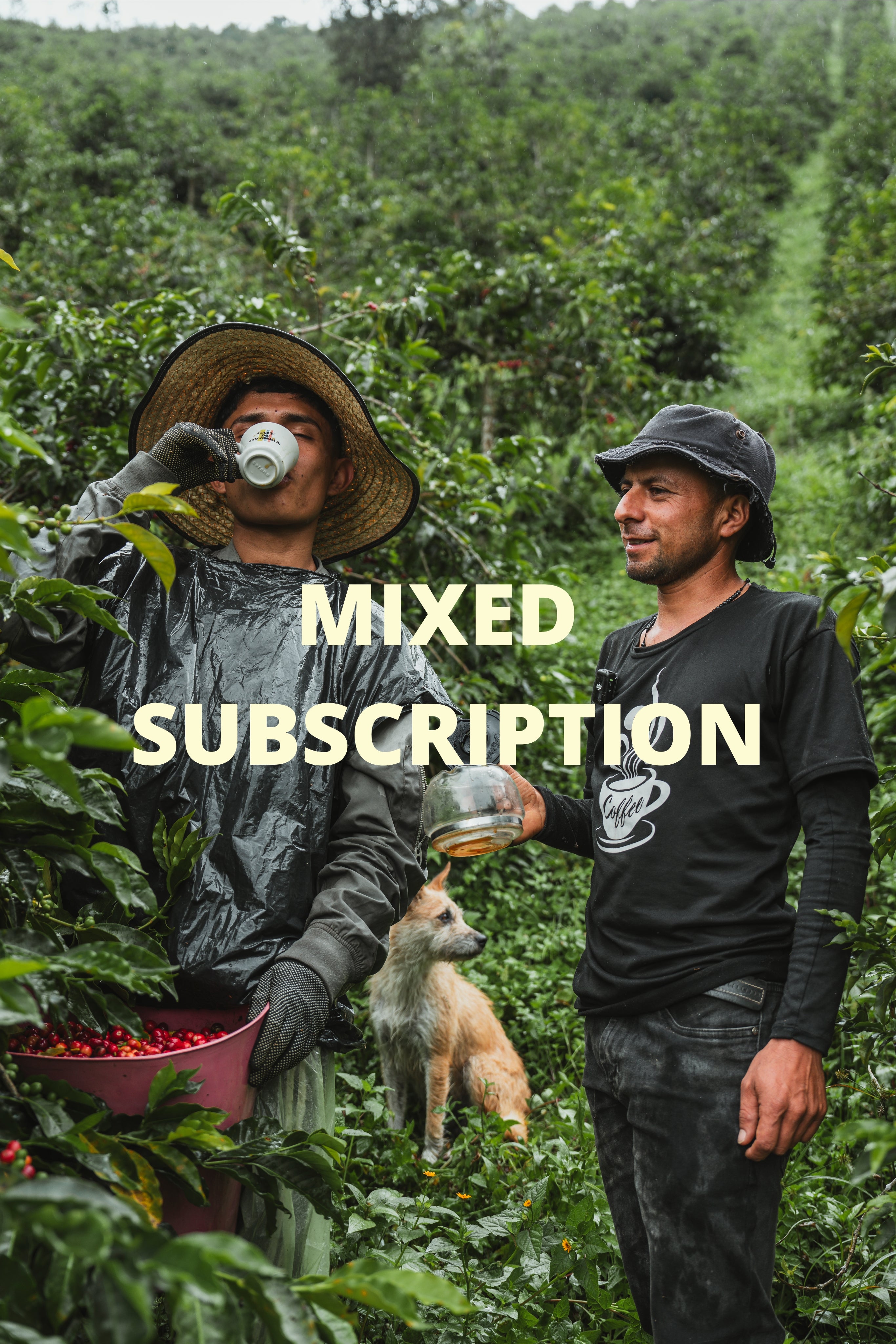 Single Origin + Signature Coffee Subscription