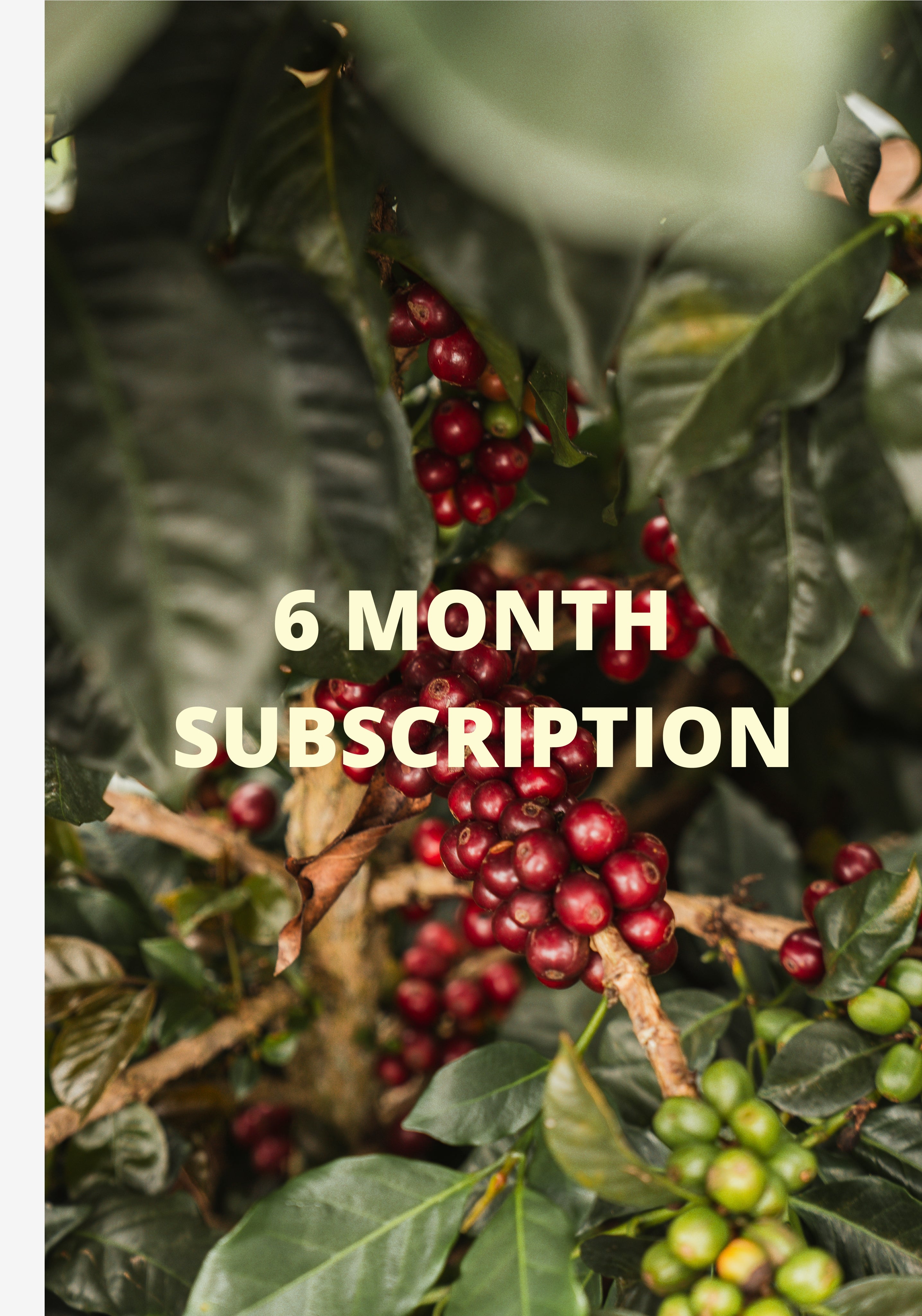 6 Month Gift Subscription