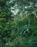 Decaf Guatemala Swiss Water Process