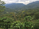 Decaf Guatemala Swiss Water Process