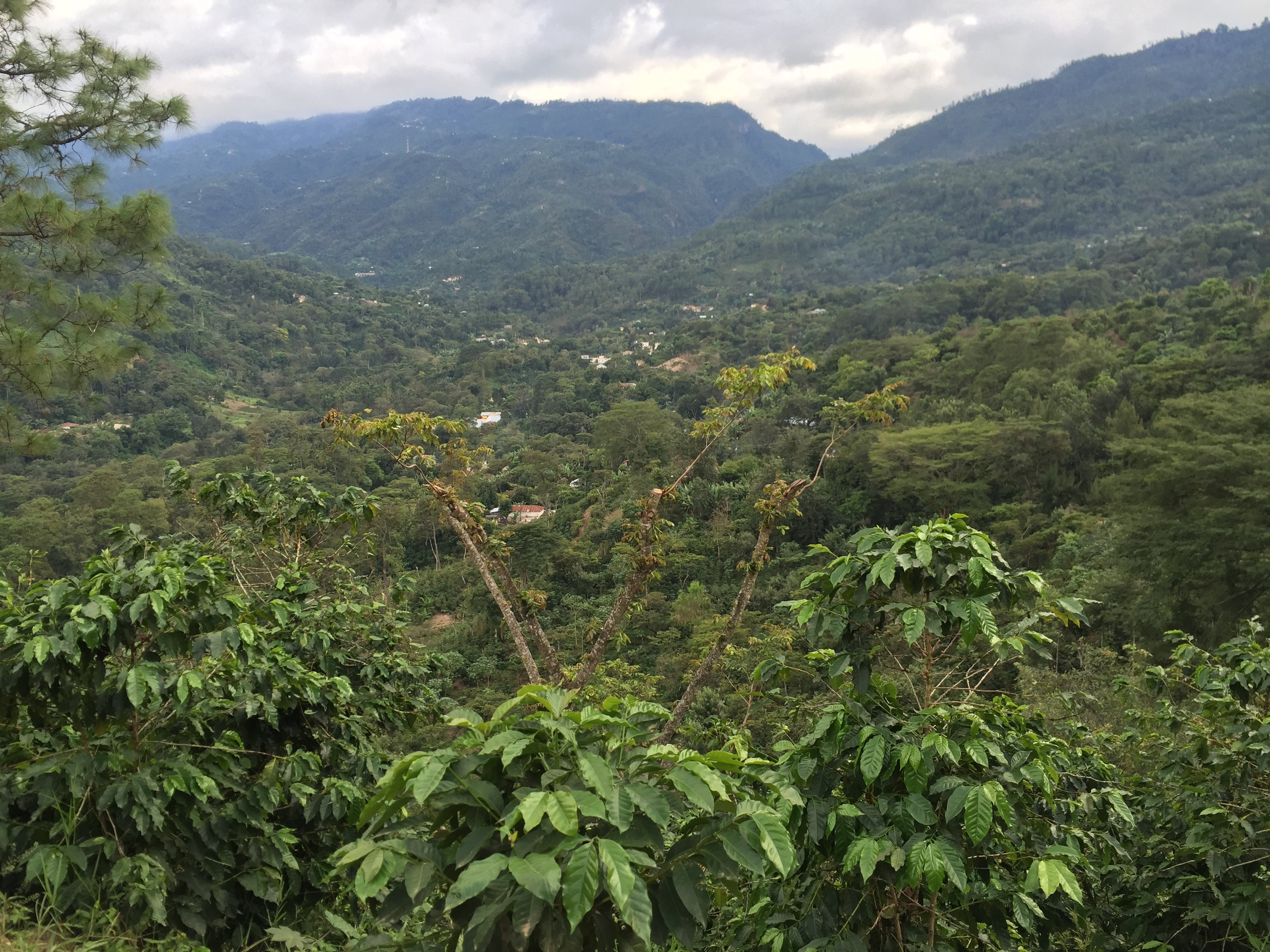 Decaf Guatemala Swiss Water Process