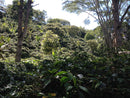 Single Origin | Huila, Colombia Sugarcane Decaf