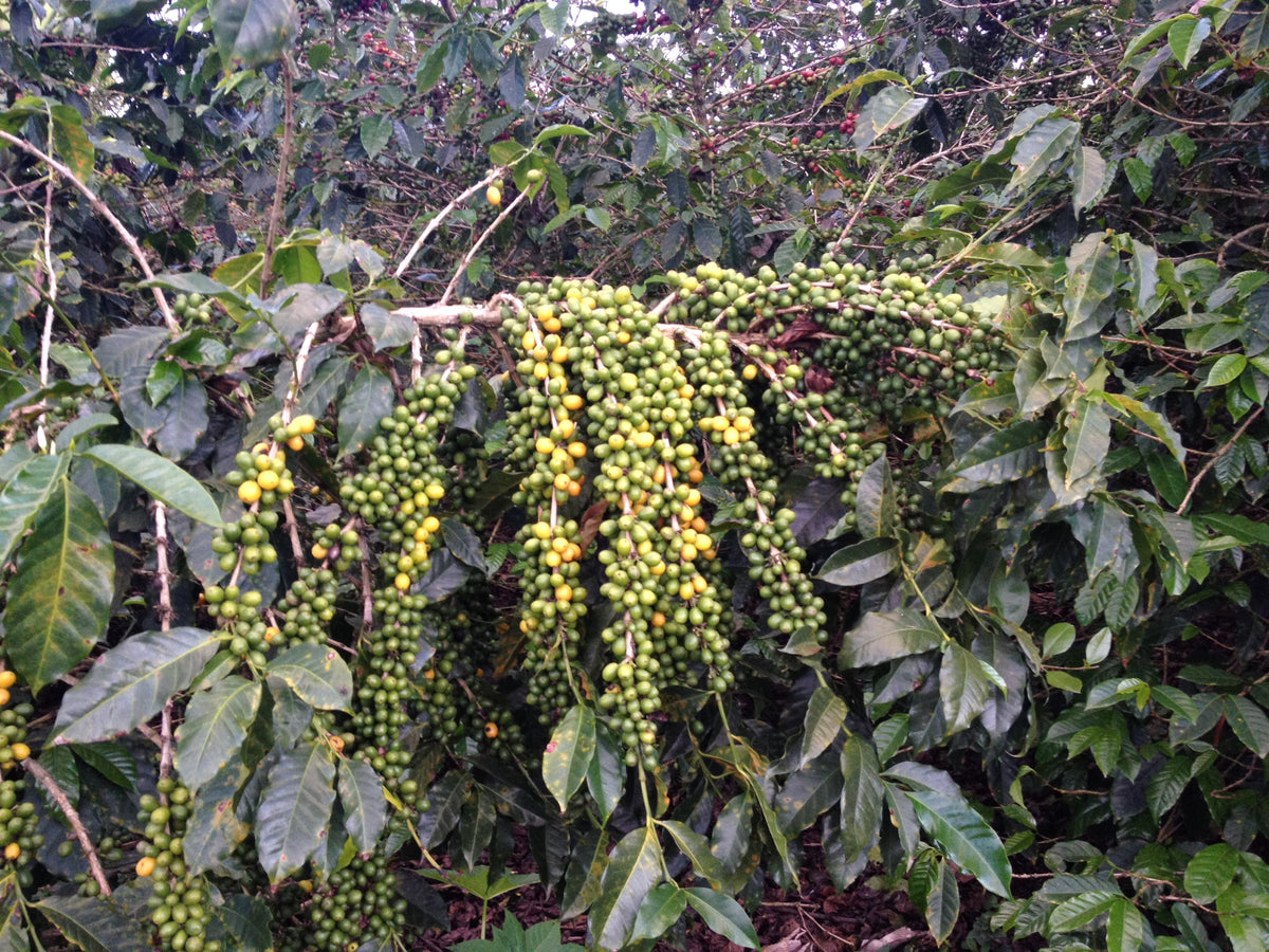 Single Origin | Huila, Colombia Sugarcane Decaf