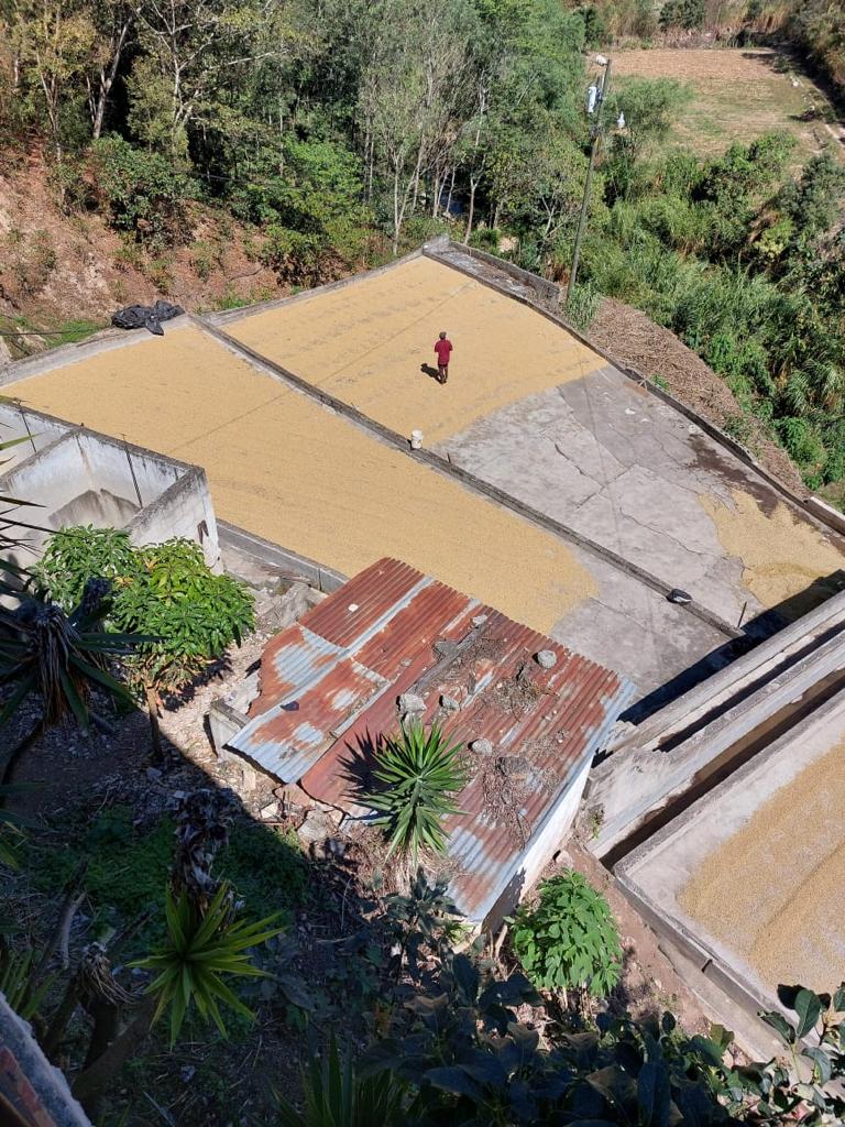 Decaf Guatemala Swiss Water Process
